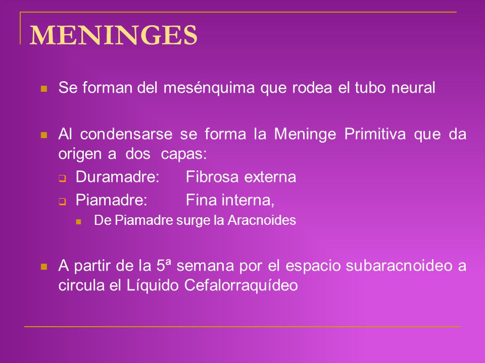 Meninges origen del nombre